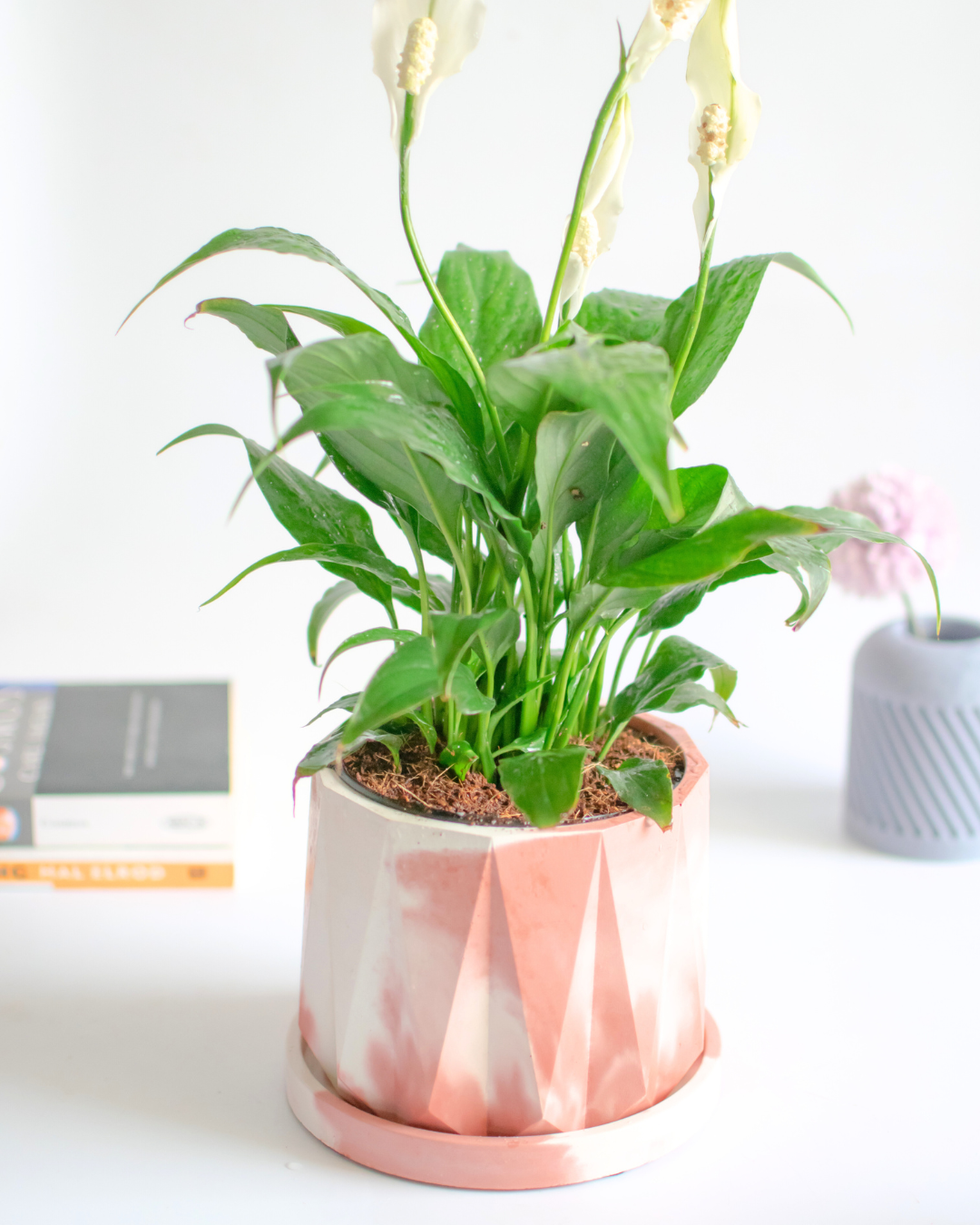Indoor concrete planter with plate