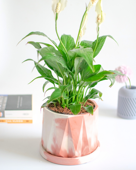 Indoor concrete planter with plate