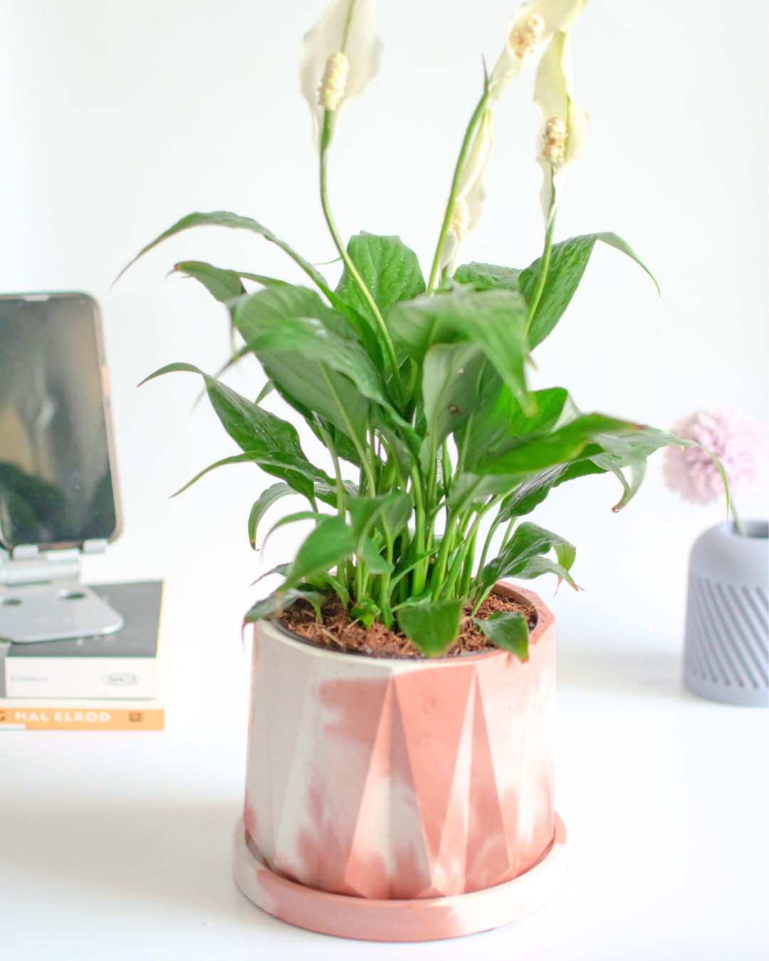 Indoor concrete planter with plate