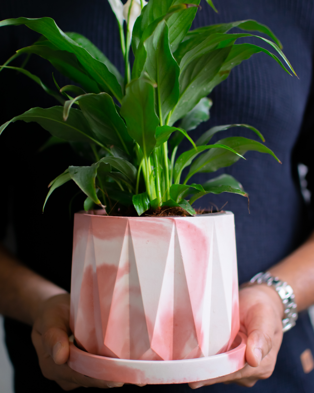 Indoor concrete planter with plate